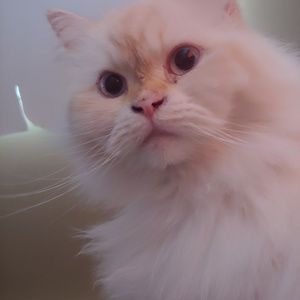 Meet your Posher, Marie-anne